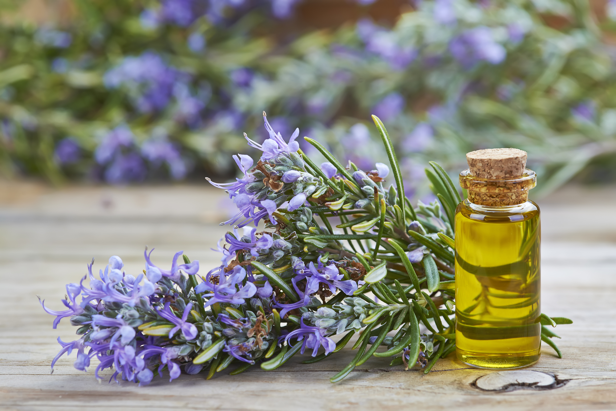 Rosemary essential oil